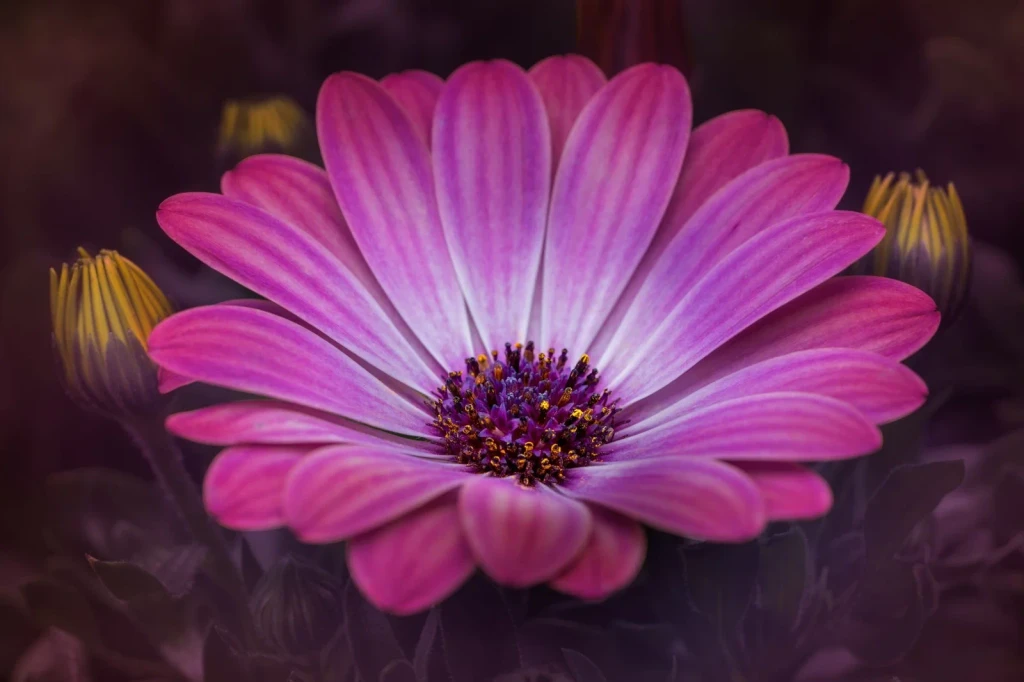 Pink African Daisy, from Flowers