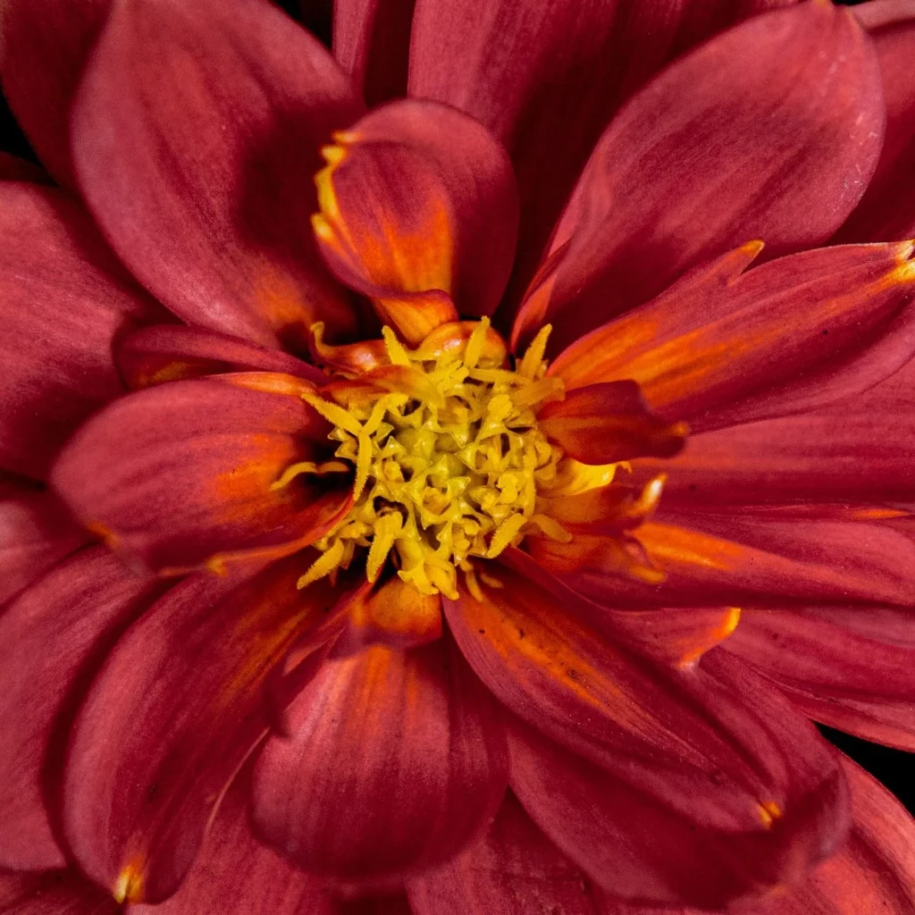 Red Dahlia with Yellow Center, from Flowers