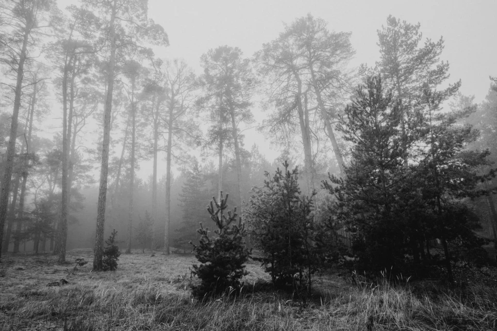 Black and White Forest, from What a Forest Is Worth