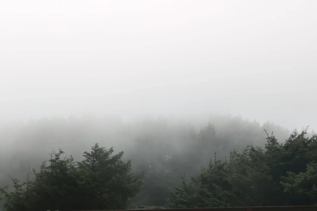 Overcast Canopy, from What a Forest Is Worth