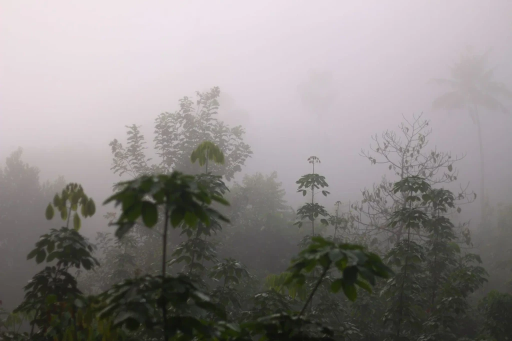 Tropical Fog, from What a Forest Is Worth