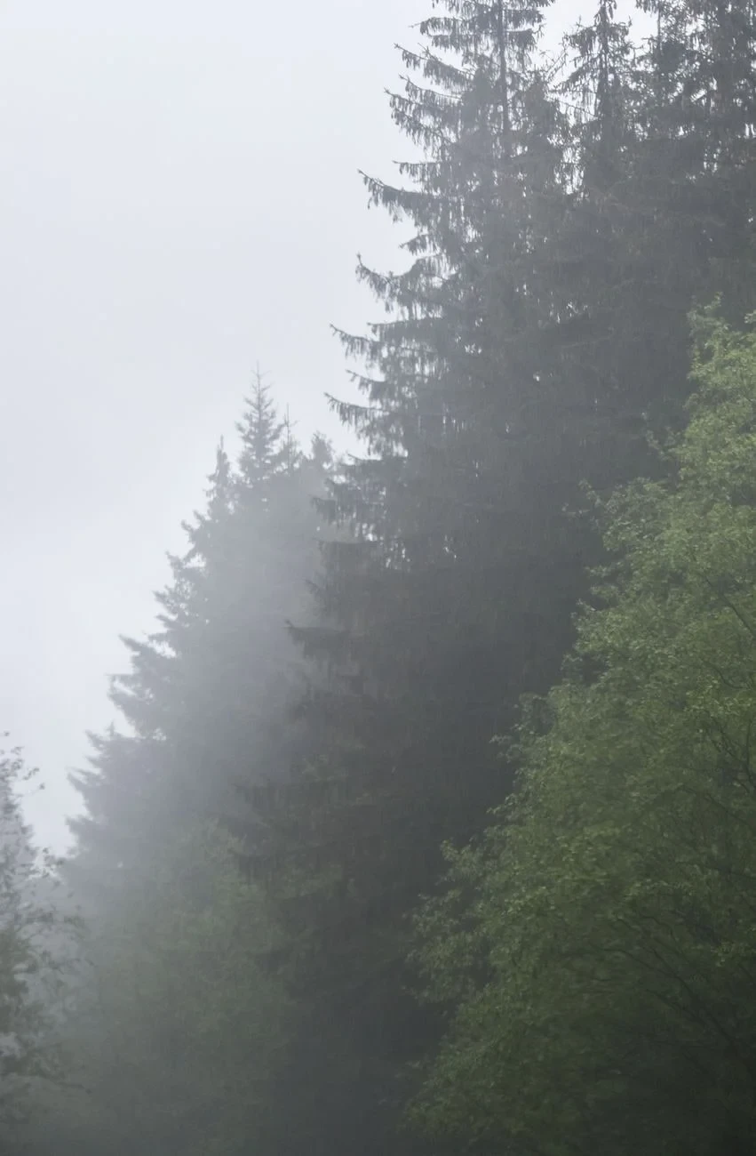 Morning in the Conifers, from What a Forest Is Worth
