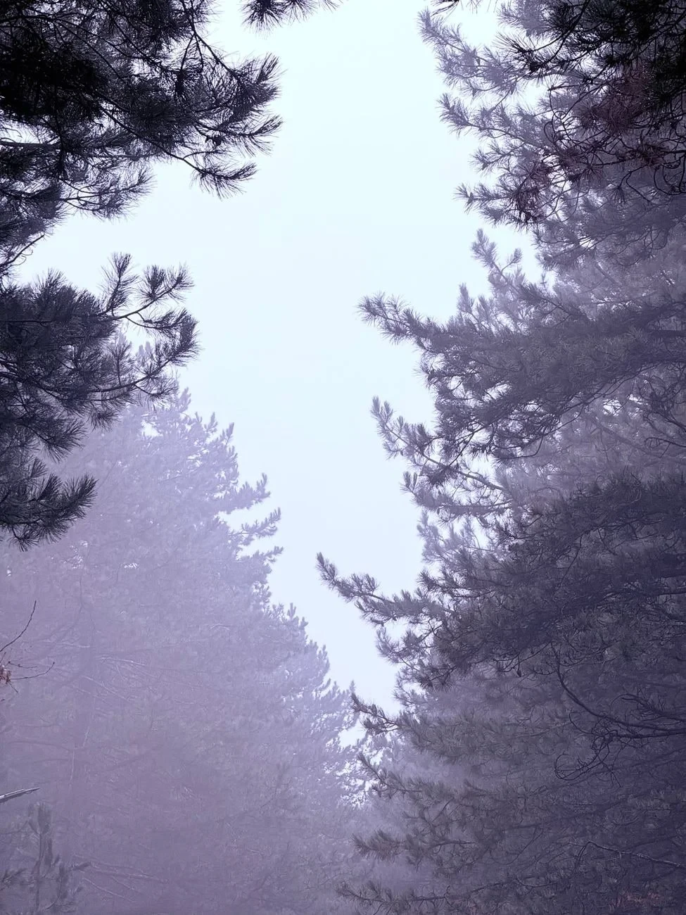 Winter Evergreens, from What a Forest Is Worth