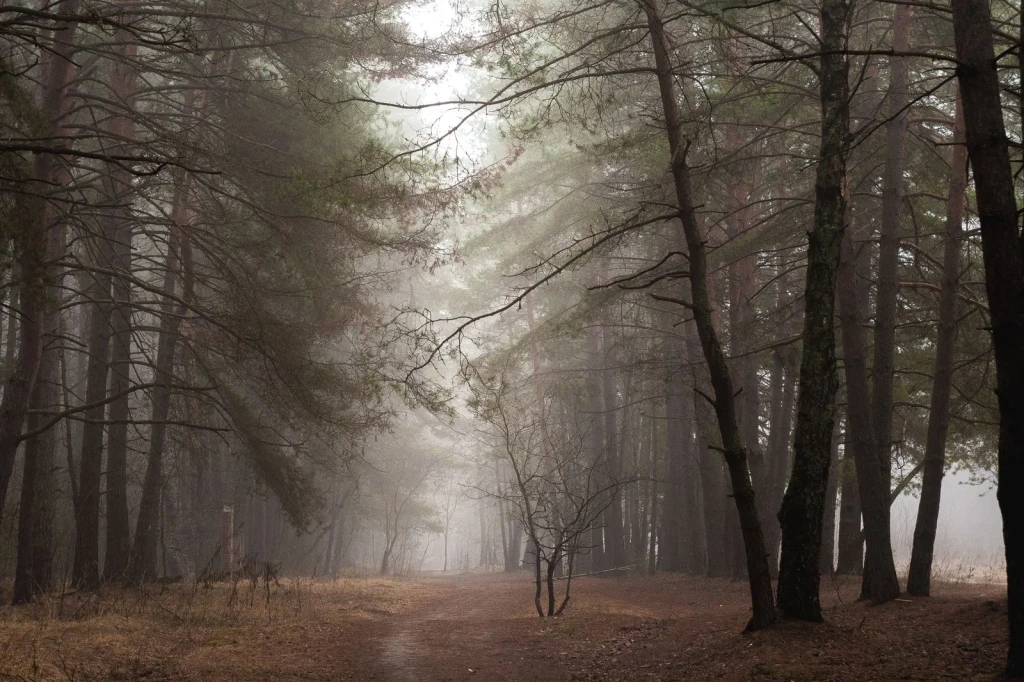 Forest Path, from What a Forest Is Worth
