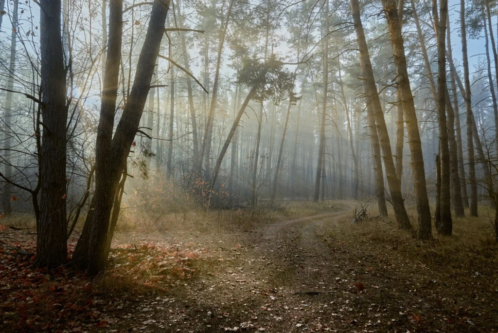 Autumn Morning Light, from Forests