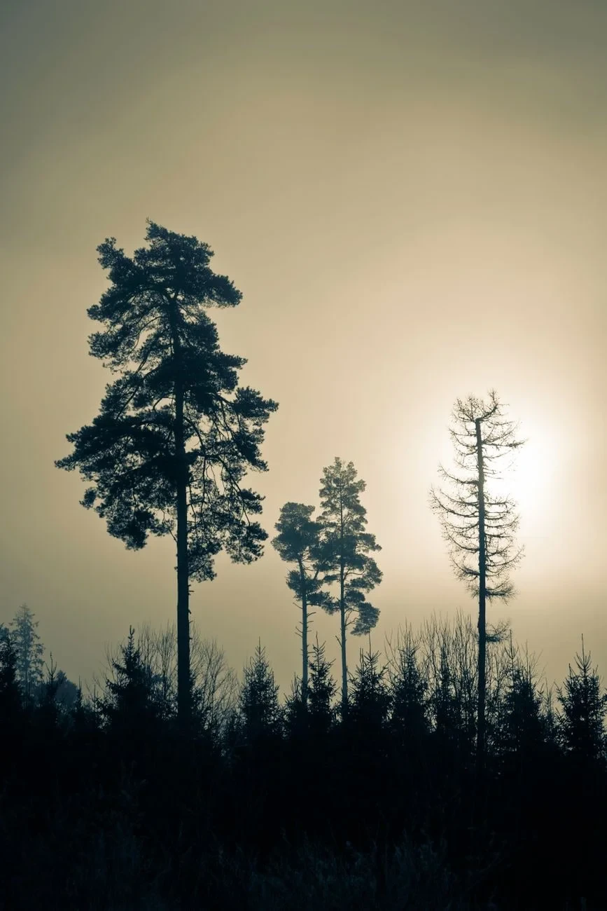 Pine Trees at Dawn, from Forests