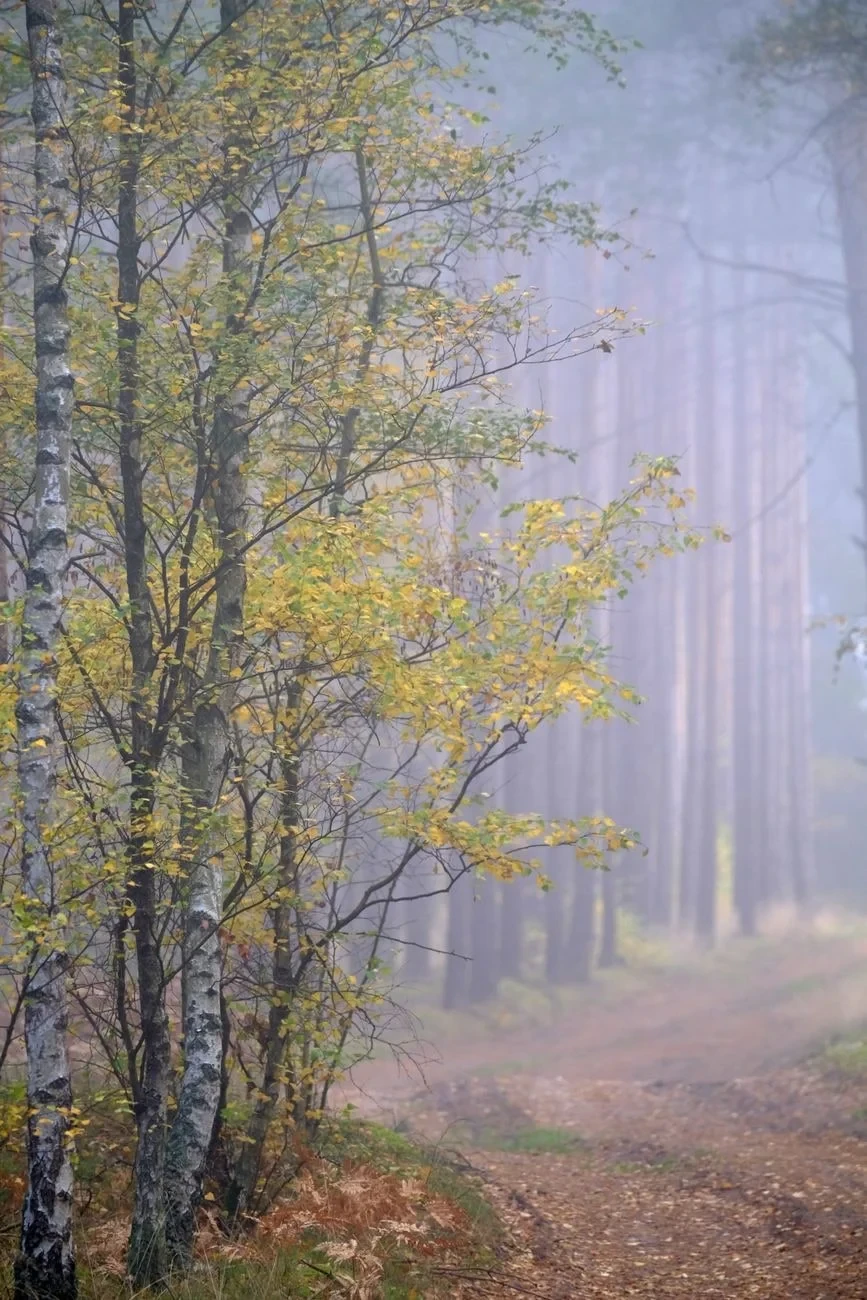 Autumn Path, from Forests