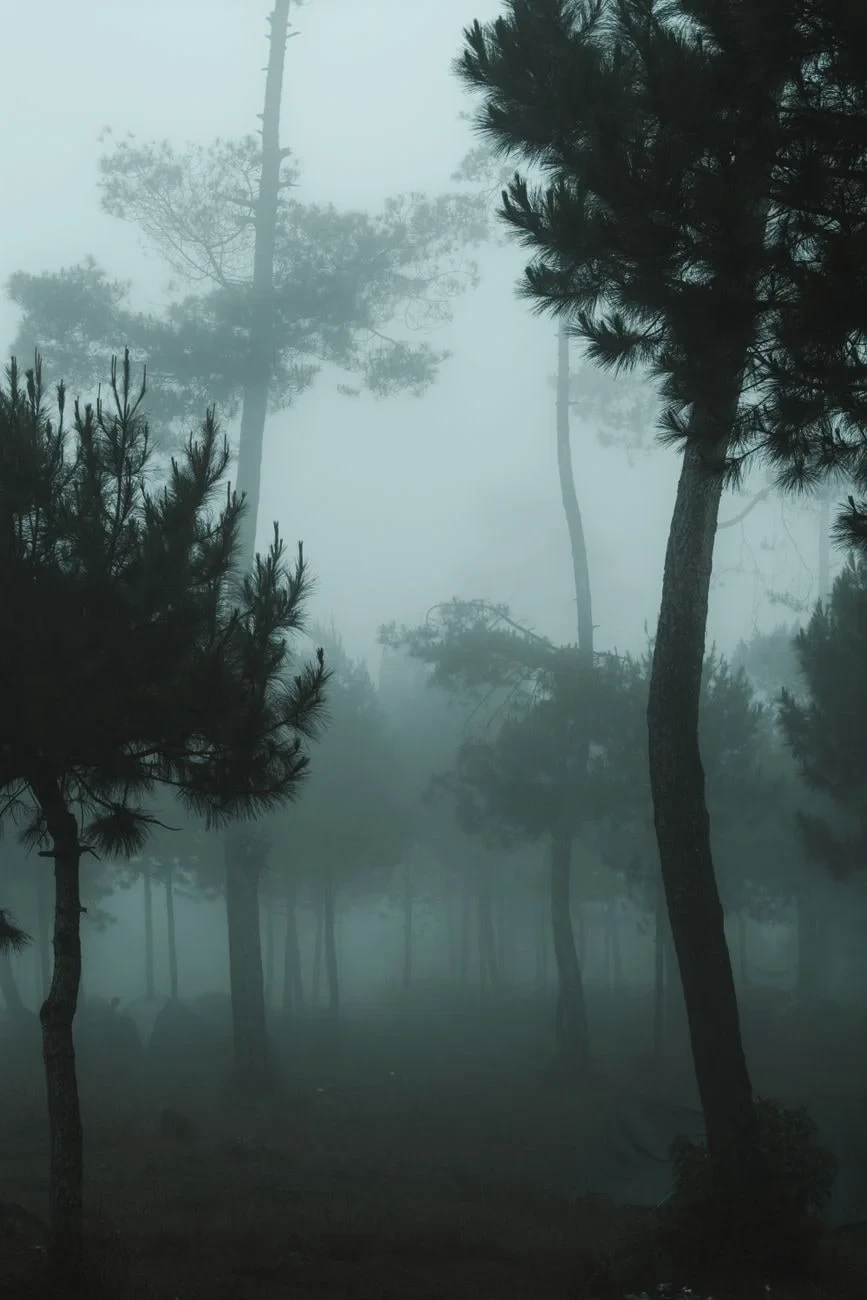 Silhouettes in Mist, from Forests