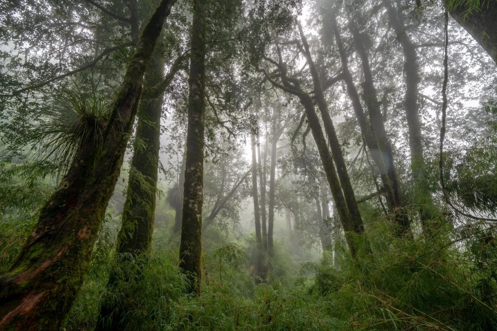 Woodland Towers, from Forests