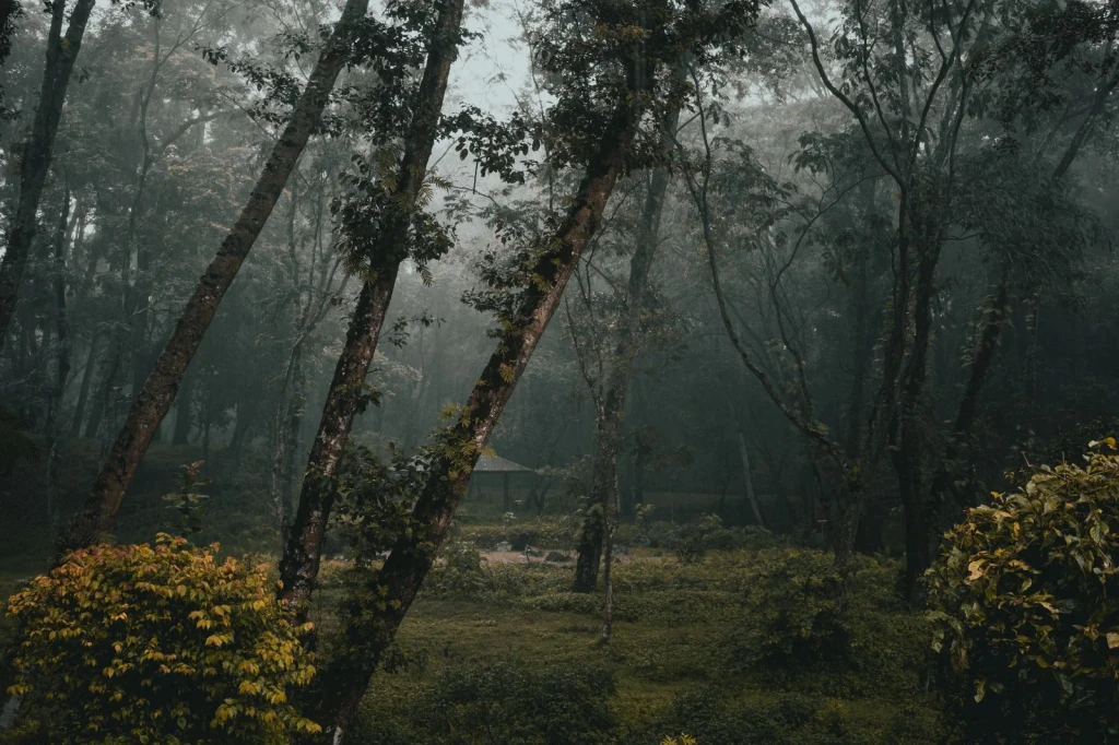 Dawn in the Mist, from Forests