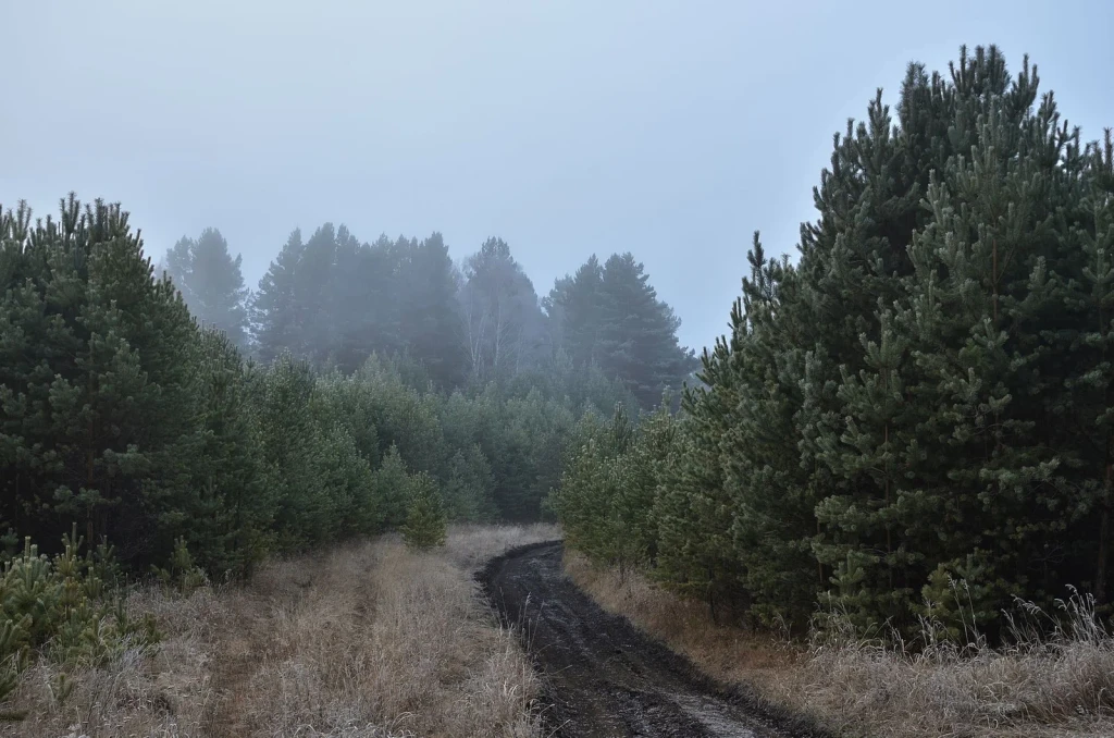 Ethereal Passage, from Forests