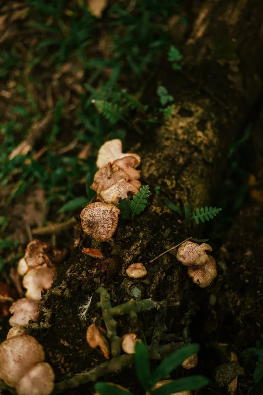 Mossy Log, from Fungi: The Kingdom That Is Neither Plant nor Animal