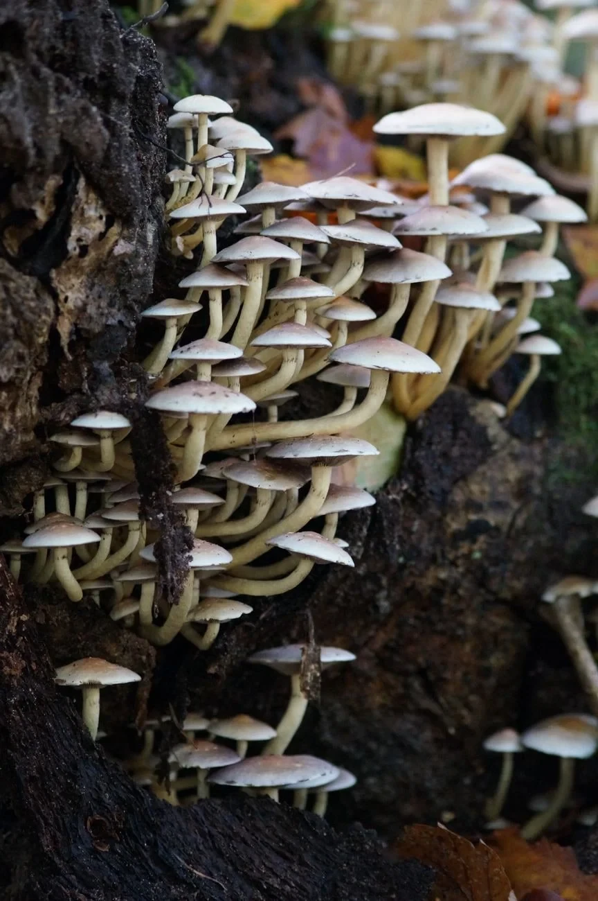 Life on Dead Wood, from Fungi: The Kingdom That Is Neither Plant nor Animal