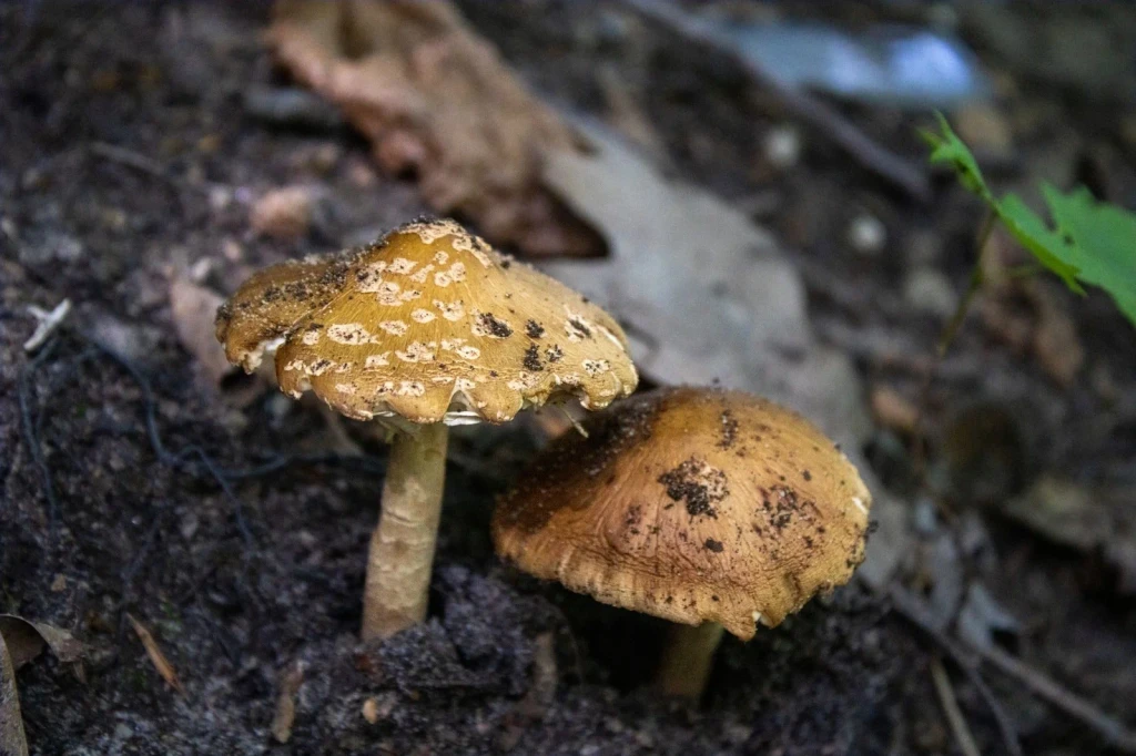 Forest Floor Study, from Fungi: The Kingdom That Is Neither Plant nor Animal