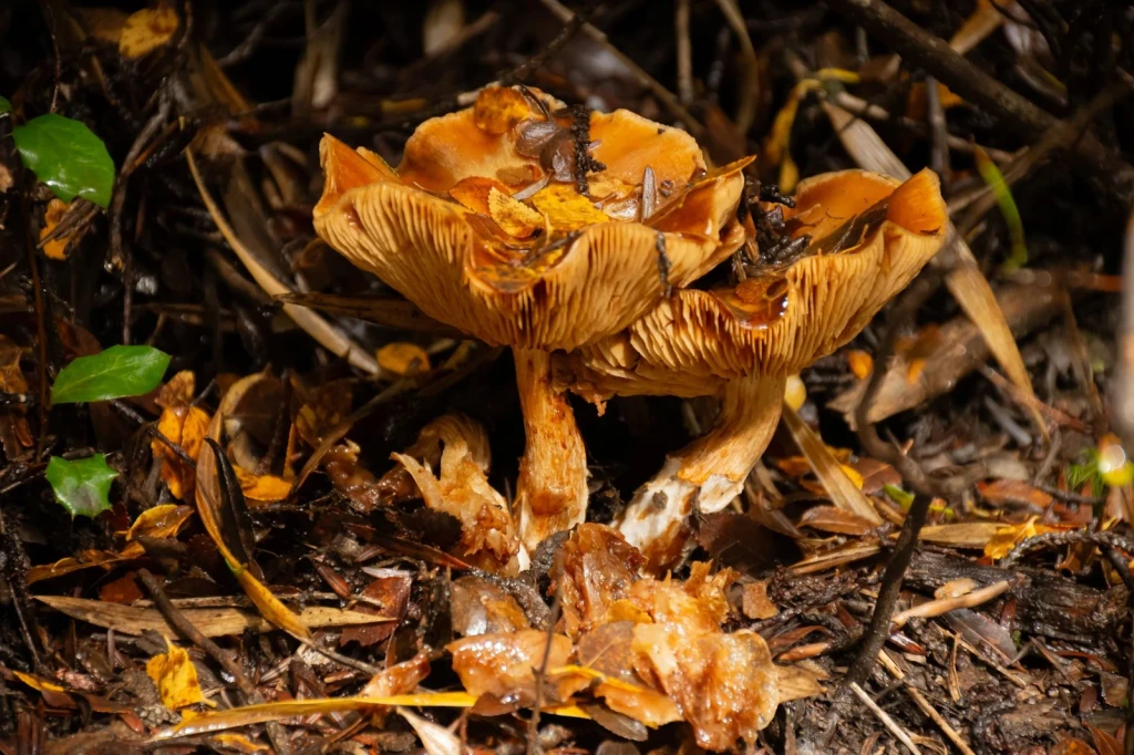 Pair on the Forest Floor, from Fungi: The Kingdom That Is Neither Plant nor Animal