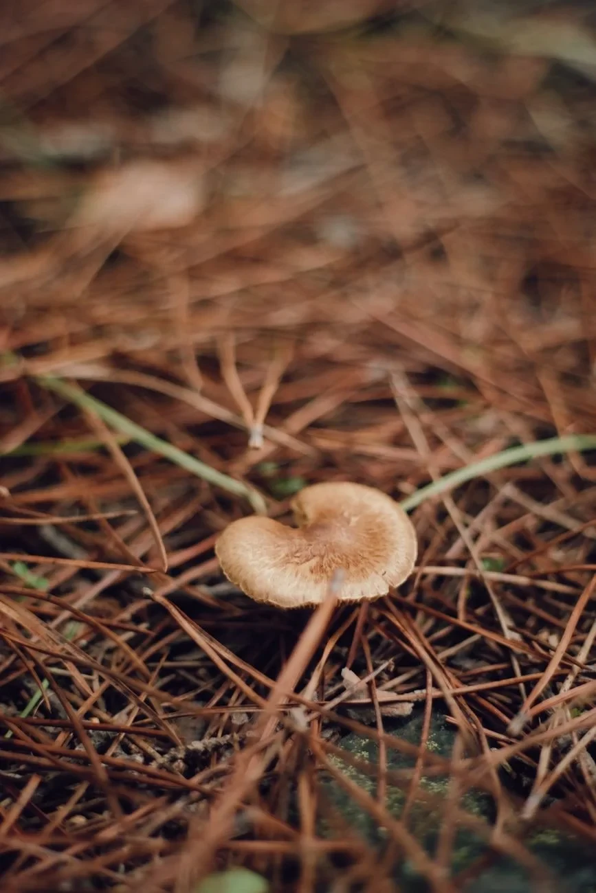 Among the Needles, from Fungi: The Kingdom That Is Neither Plant nor Animal