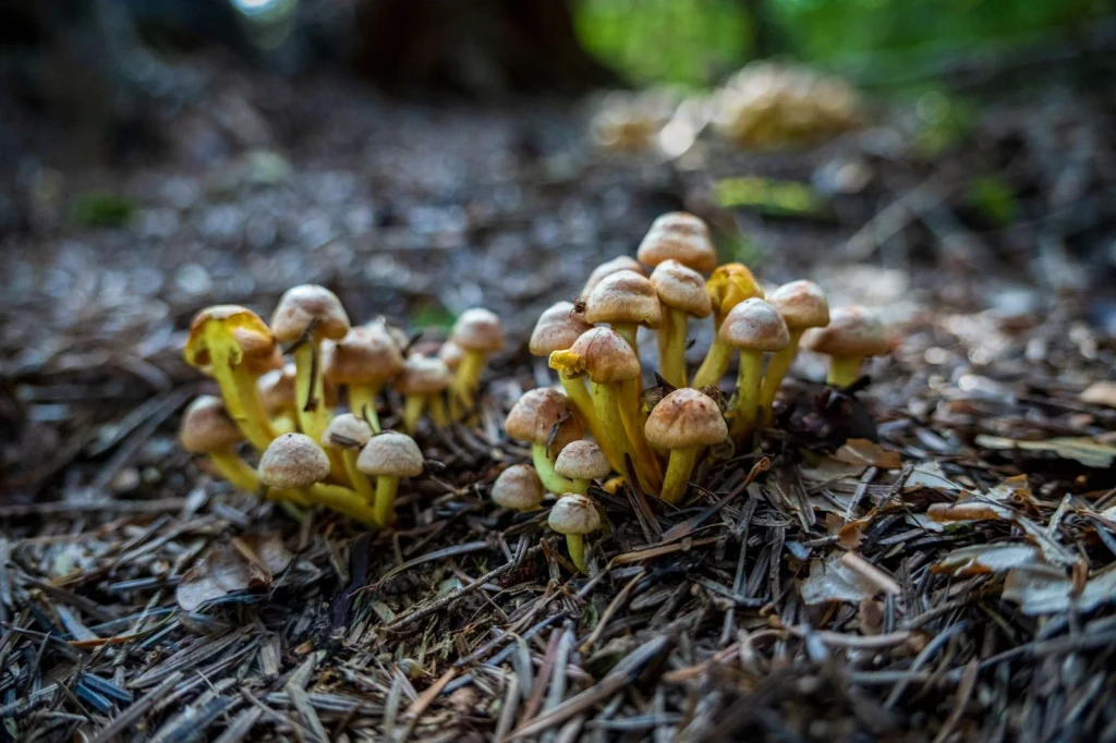 Wild Growth, from Fungi: The Kingdom That Is Neither Plant nor Animal