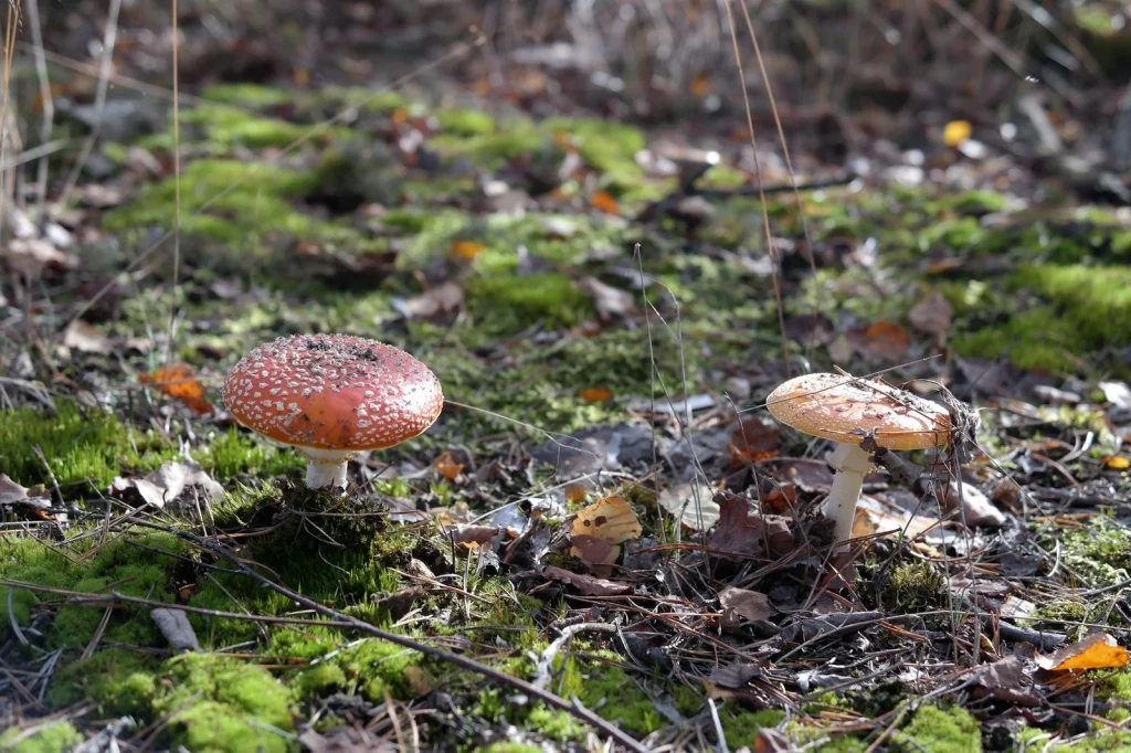 Paired Fruiting, from Fungi: The Kingdom That Is Neither Plant nor Animal