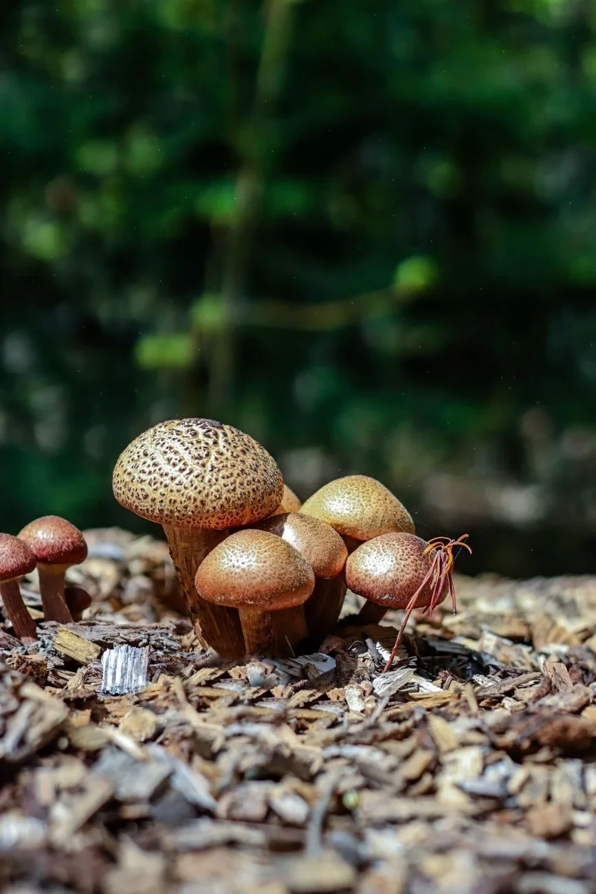 Ground Level, from Fungi: The Kingdom That Is Neither Plant nor Animal