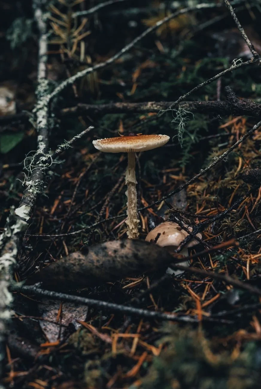Among Debris, from Fungi: The Kingdom That Is Neither Plant nor Animal