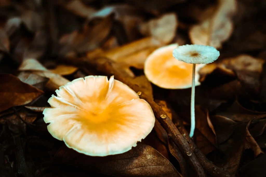 Forest Floor, from Fungi: The Kingdom That Is Neither Plant nor Animal