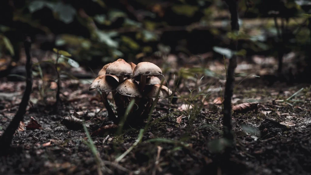 Detailed Growth, from Fungi: The Kingdom That Is Neither Plant nor Animal