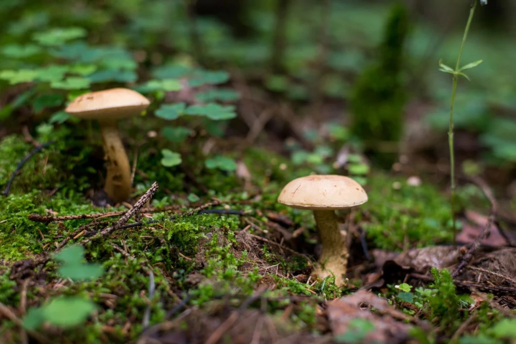 In the Moss, from Fungi: The Kingdom That Is Neither Plant nor Animal