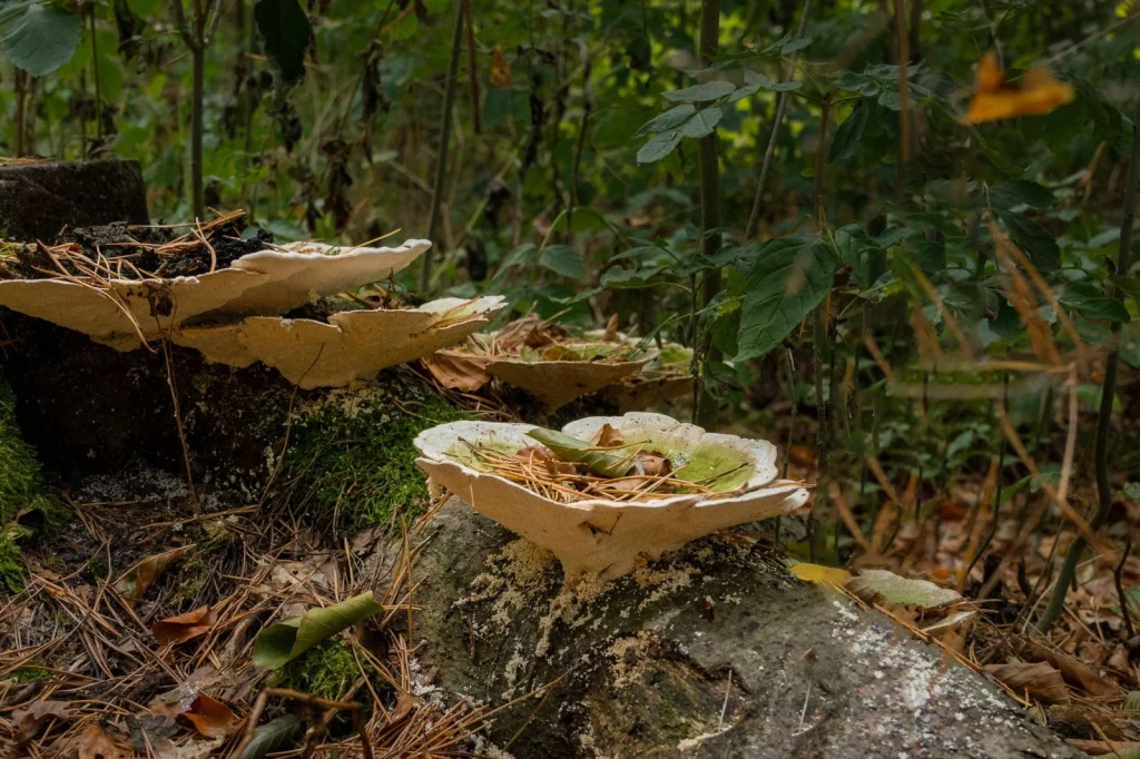 Log Dweller, from Fungi: The Kingdom That Is Neither Plant nor Animal