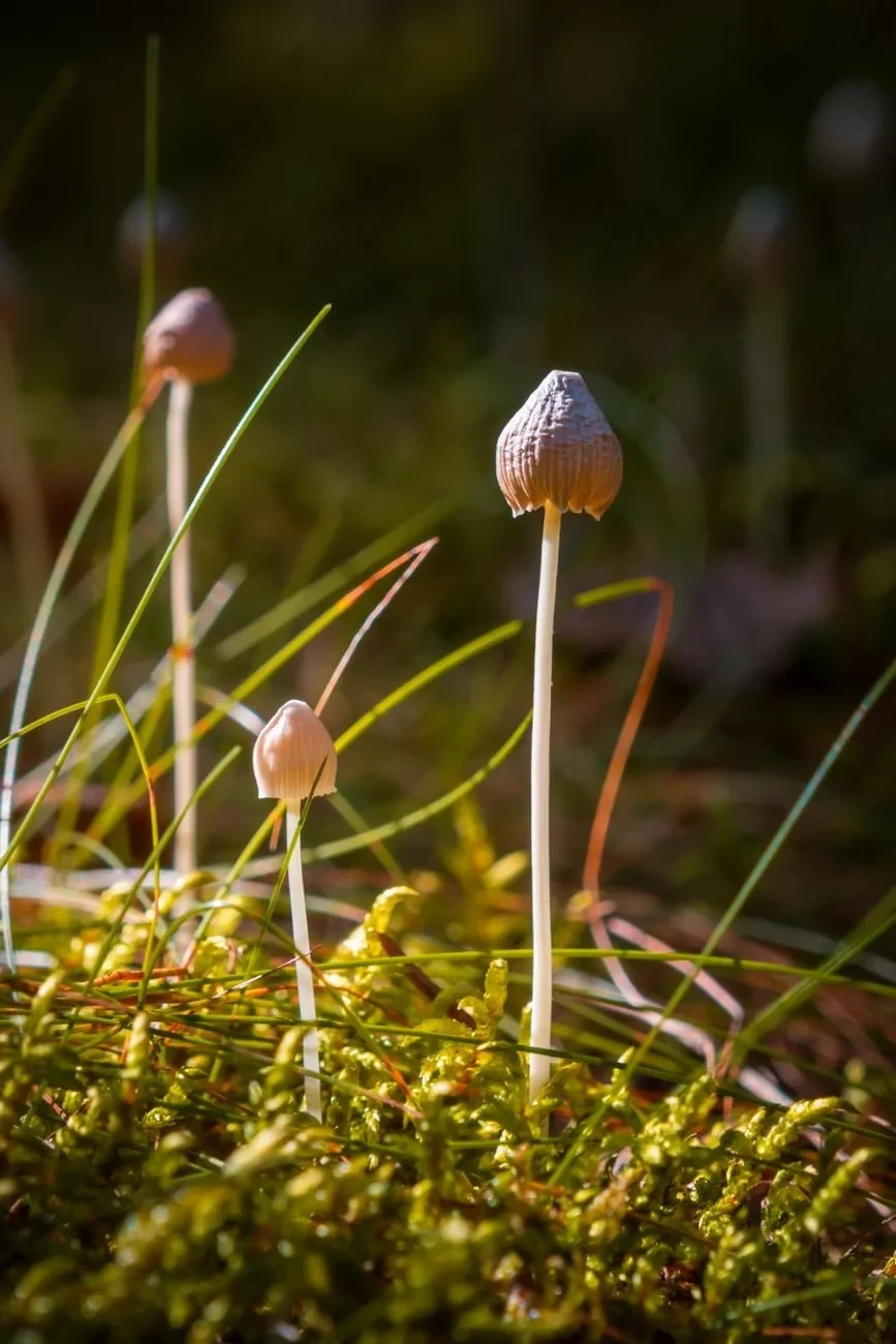 Autumn Abundance, from Fungi: The Kingdom That Is Neither Plant nor Animal