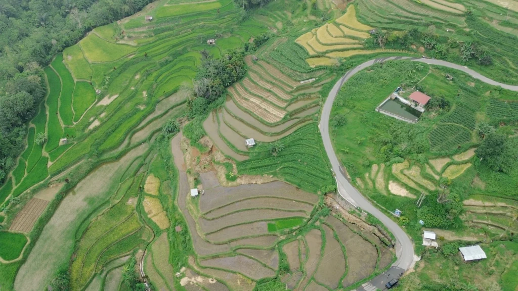 Patterned Land, from Half the World Eats Rice