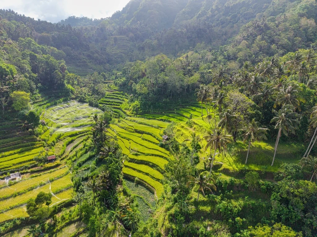 Terraced Fields and Forest, from Half the World Eats Rice