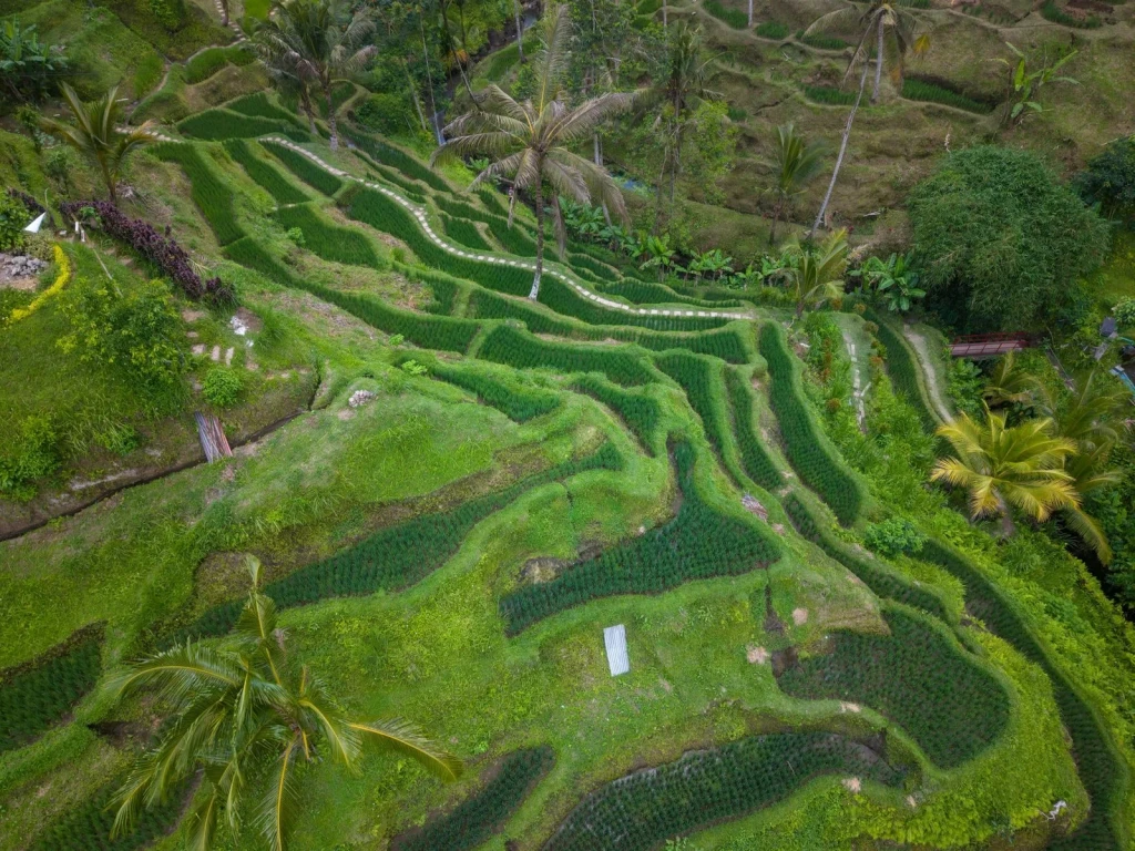Natural Beauty and Agriculture, from Half the World Eats Rice