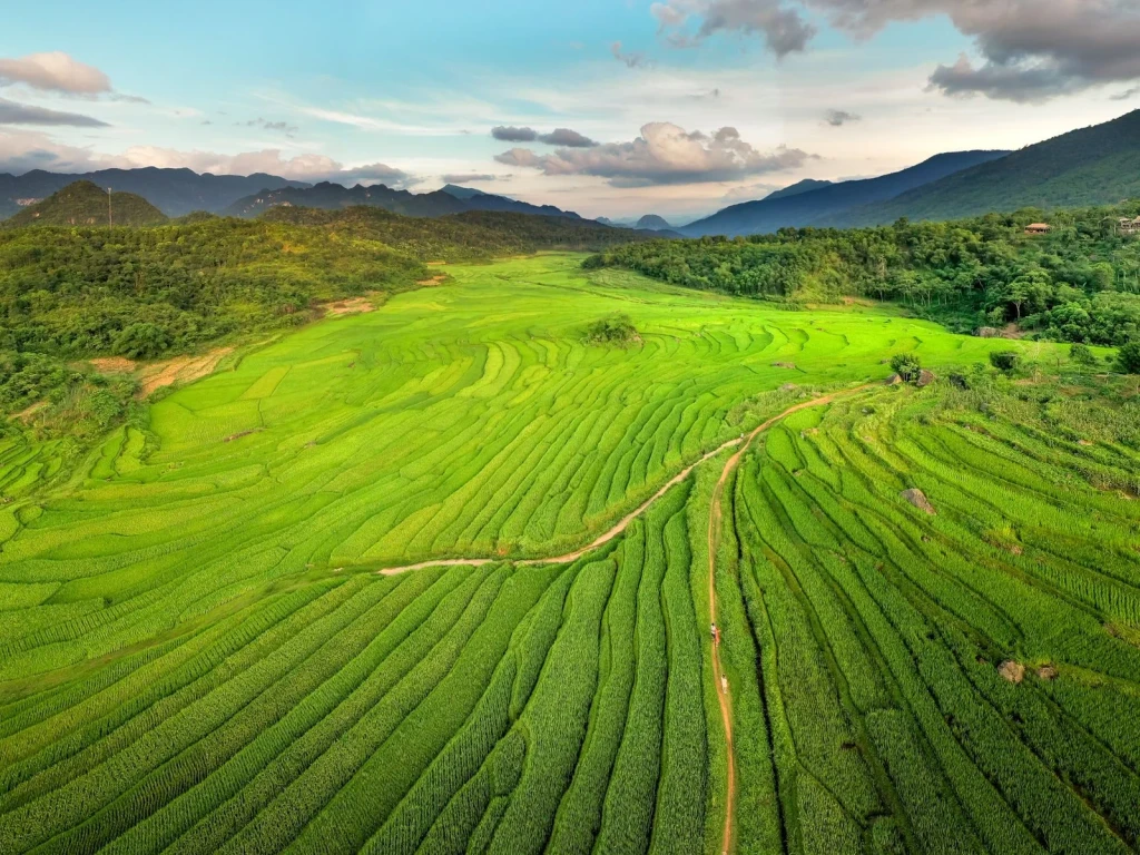 Terraced Mountains, from Half the World Eats Rice