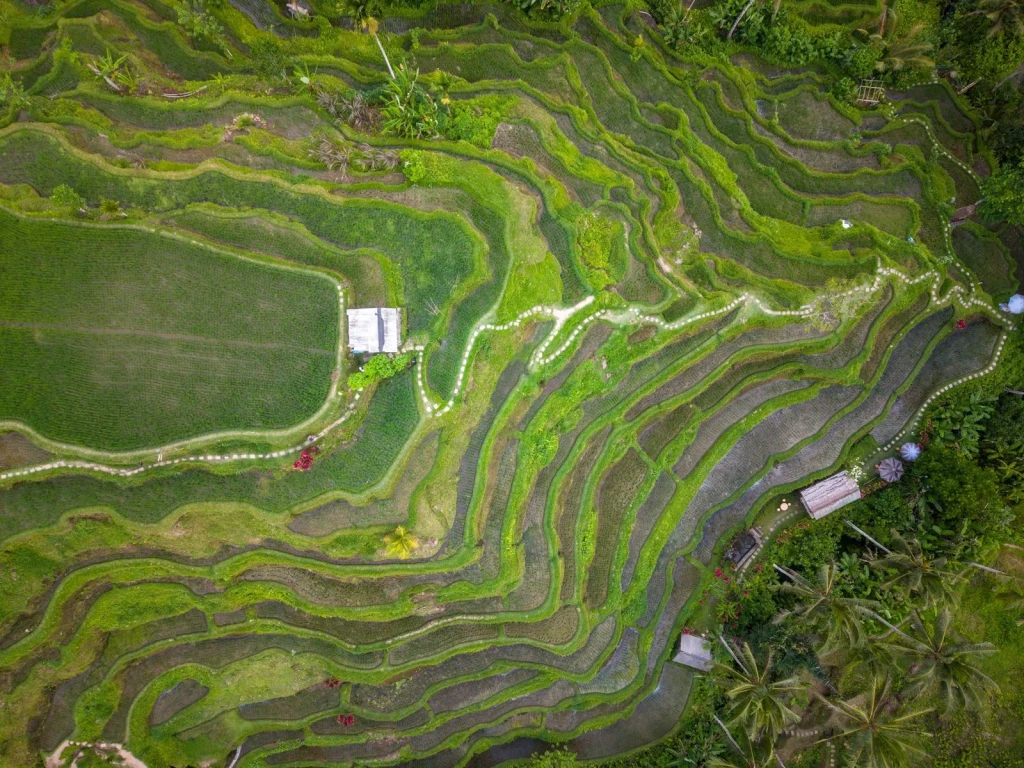 Patterns in Green, from Half the World Eats Rice