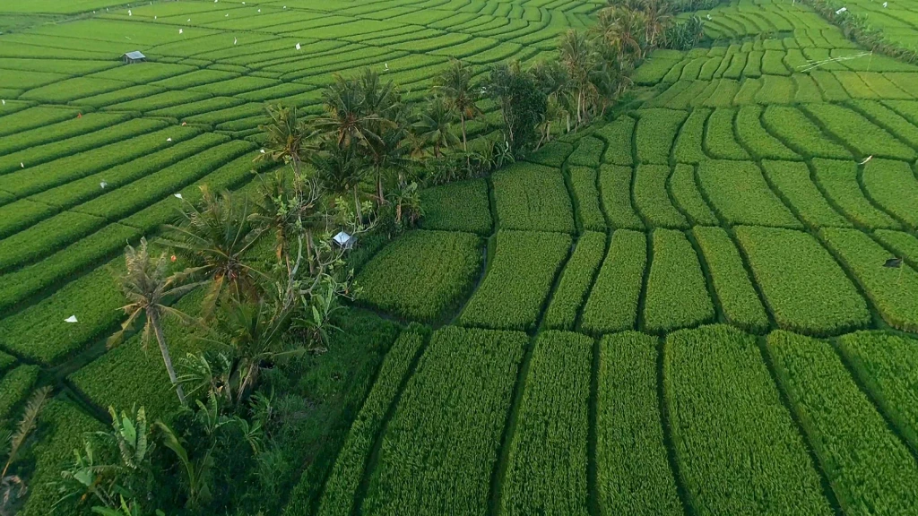 Agricultural Geometry, from Half the World Eats Rice