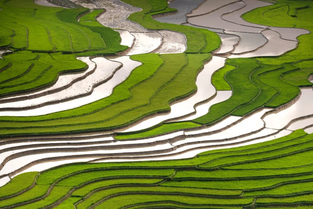 Summer Fields, from Half the World Eats Rice