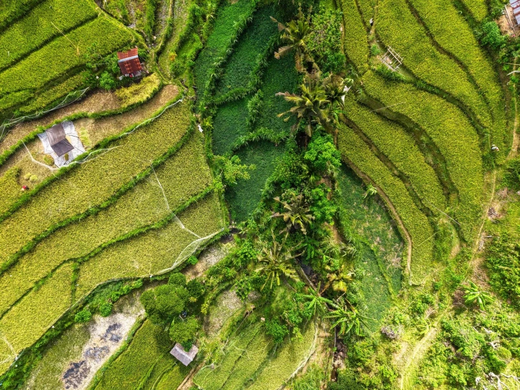 Natural Geometry, from Half the World Eats Rice