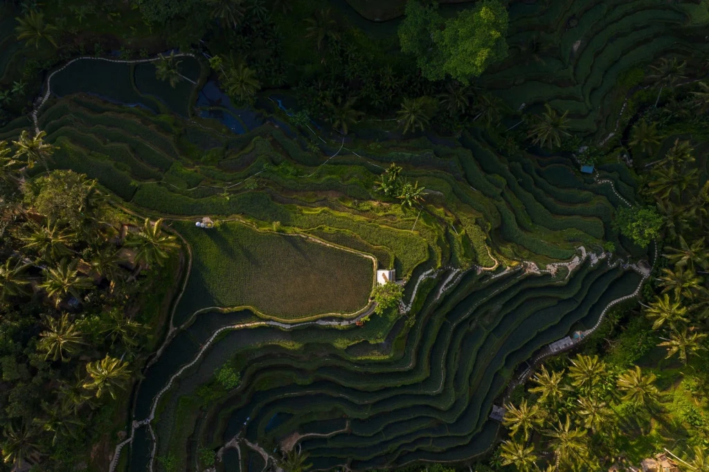 Terraces at Sunset, from Half the World Eats Rice