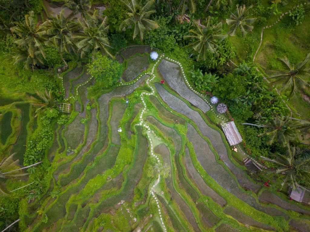 Aerial Terraces, from Half the World Eats Rice