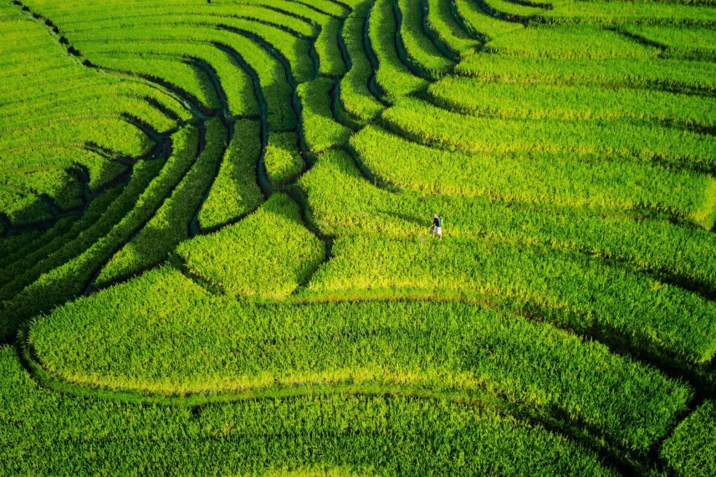 Summer Fields, from Half the World Eats Rice