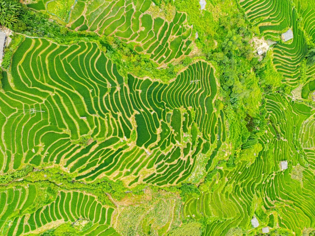 Verdant Summer, from Half the World Eats Rice