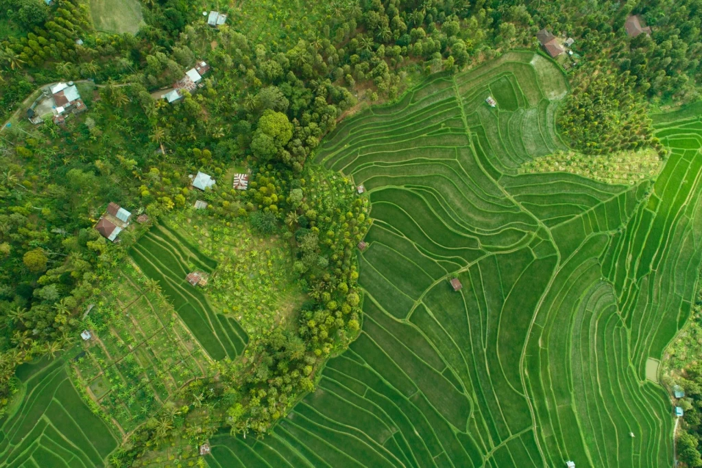 Nature's Patterns, from Half the World Eats Rice