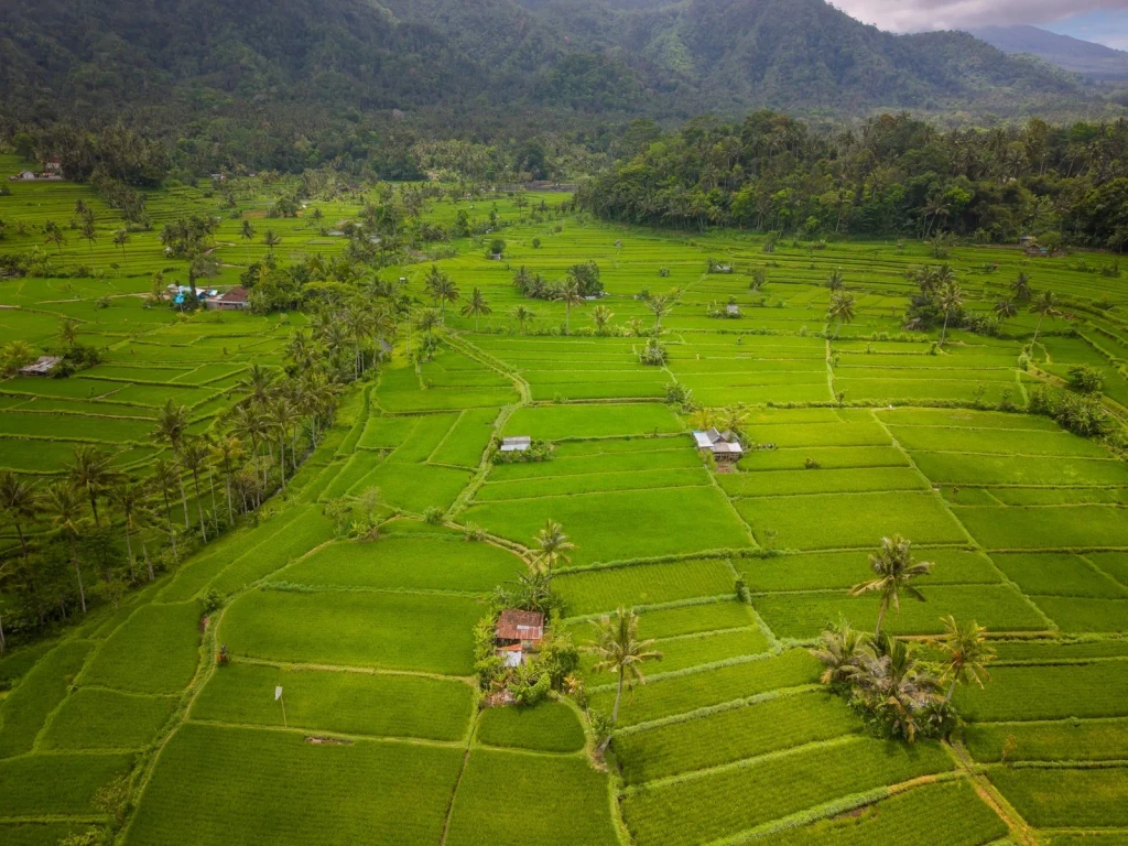 Layered Cultivation, from Half the World Eats Rice