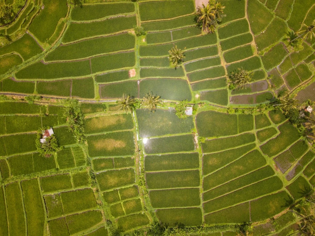 Bali's Rice Fields, from Half the World Eats Rice