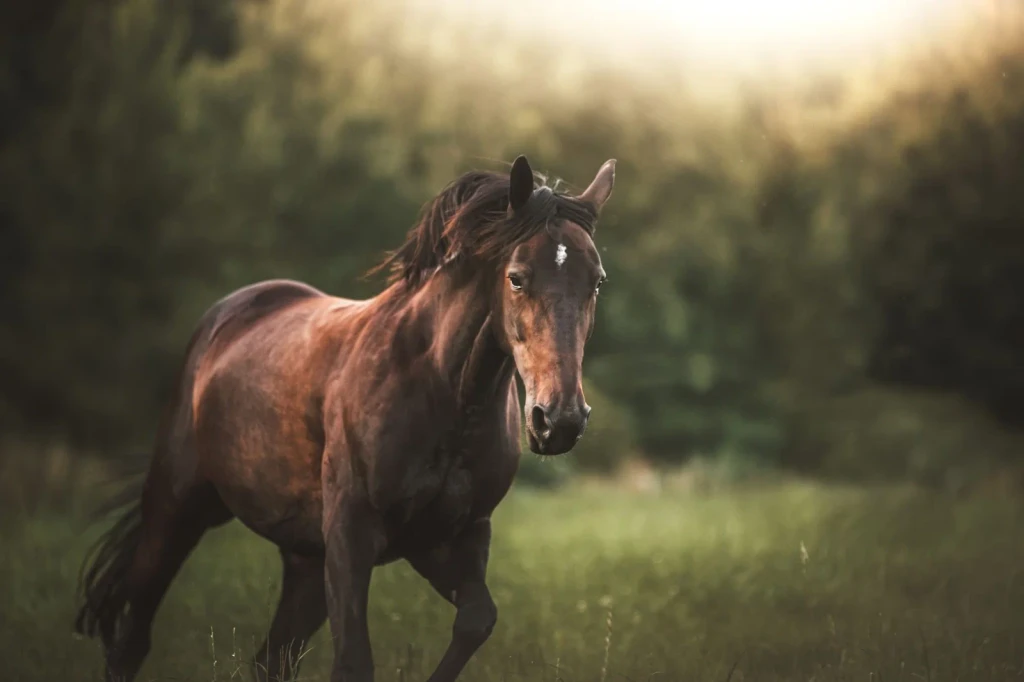 Horse in Green Field, from The Horse That Carried History