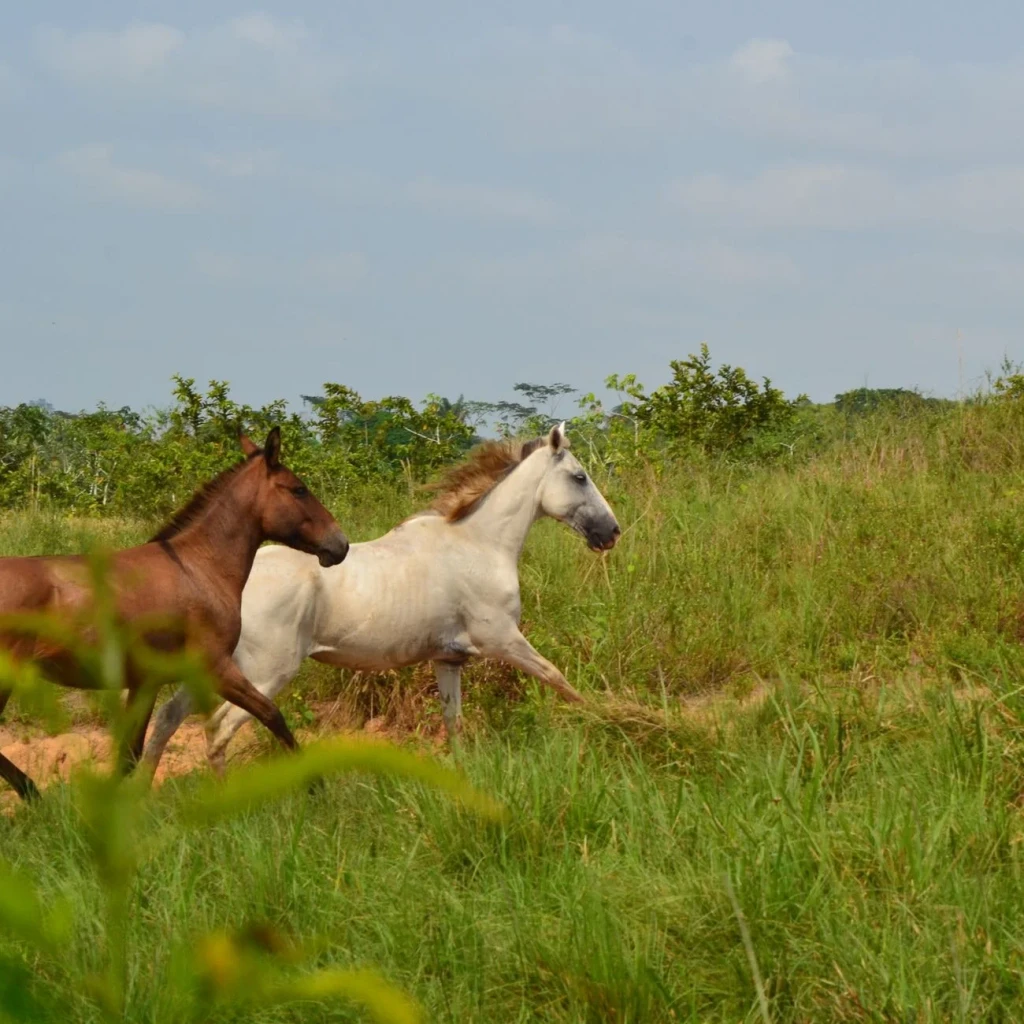 Green Energy, from The Horse That Carried History