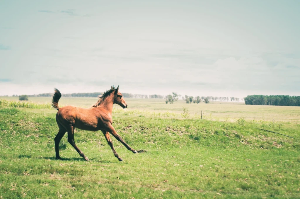 Horse in Rural Fields, from Horses