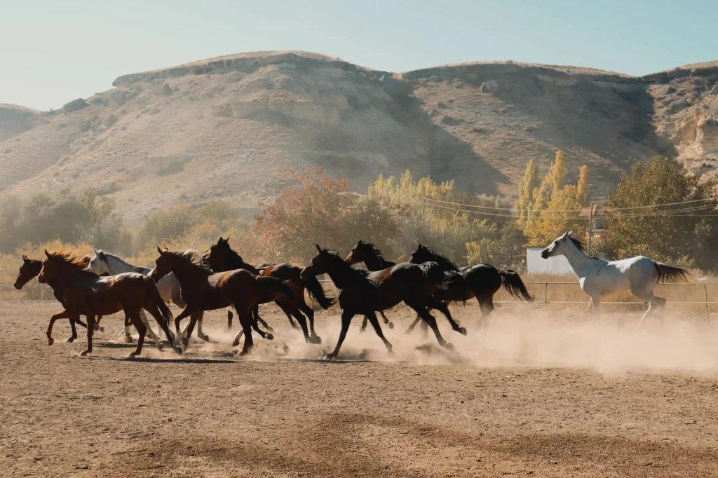 Wild Herd, from Horses