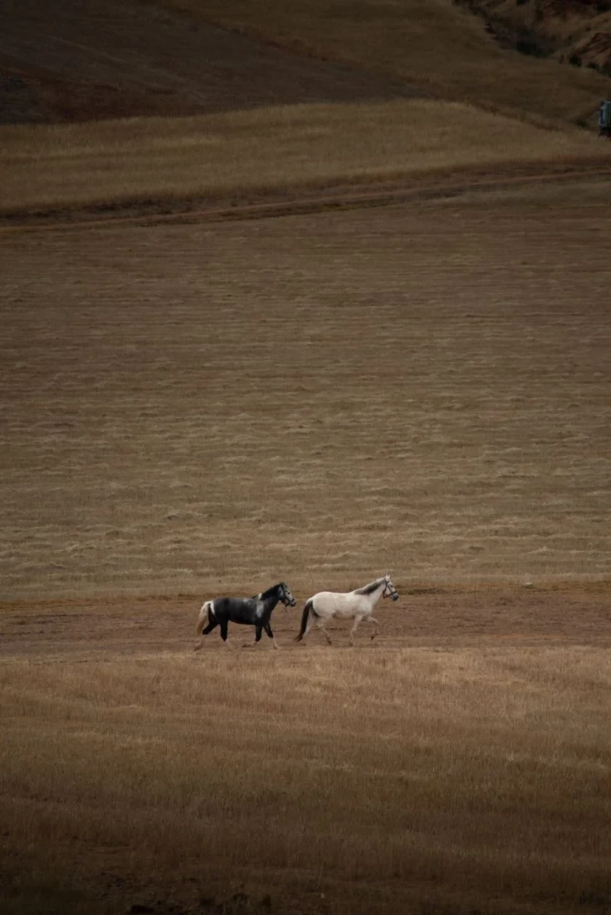 Rustic Pair, from Horses