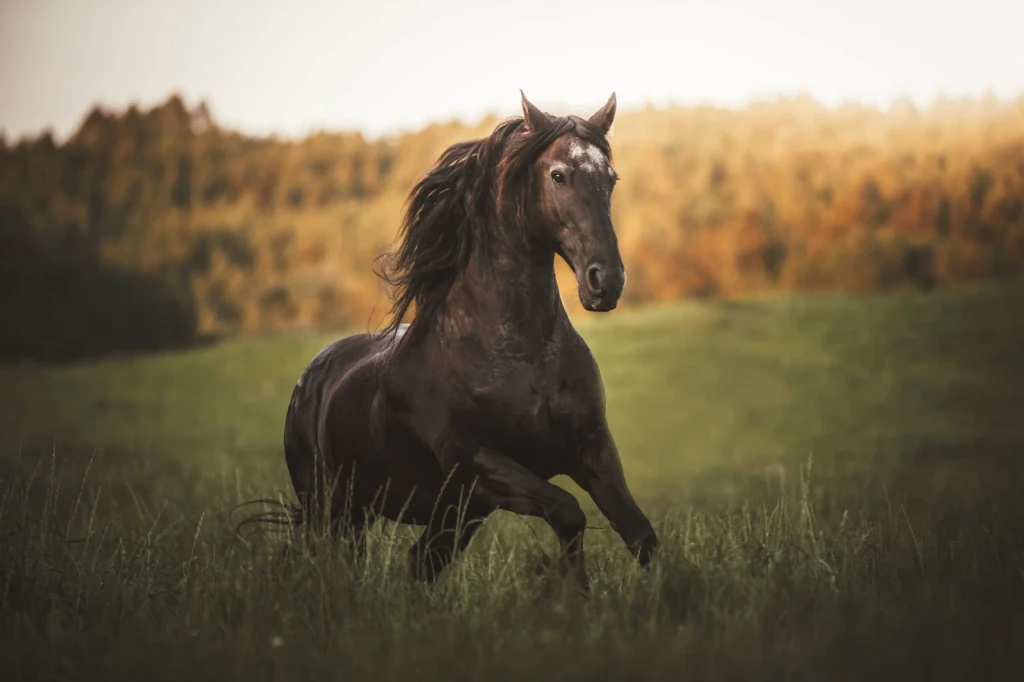 Black Horse in Meadow, from Horses